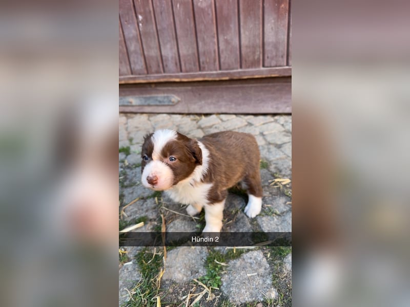 Reinrassige Border Collie Welpen