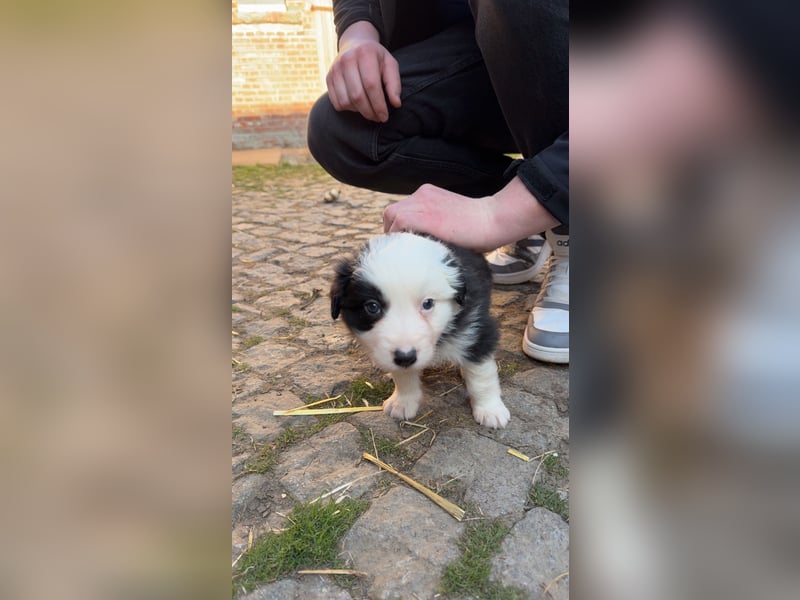 Reinrassige Border Collie Welpen
