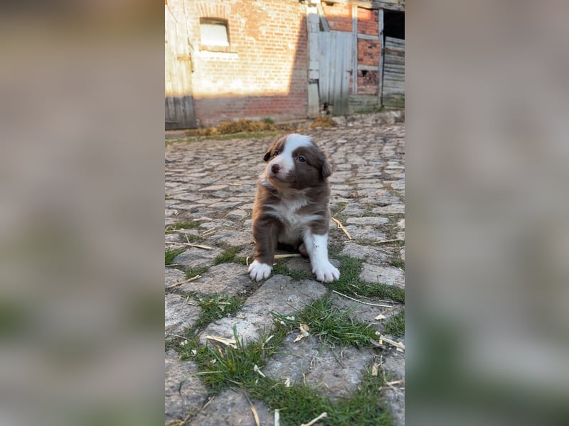 Reinrassige Border Collie Welpen