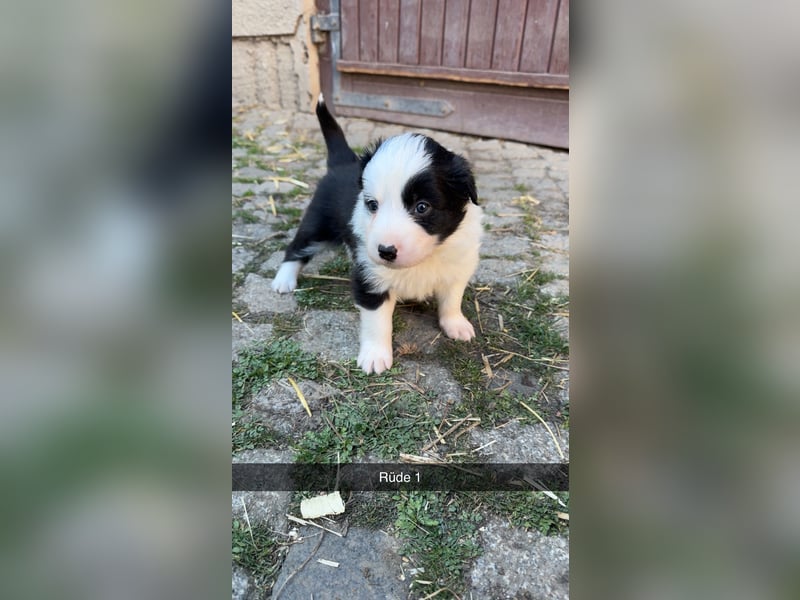 Reinrassige Border Collie Welpen