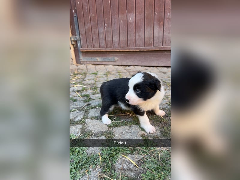 Reinrassige Border Collie Welpen