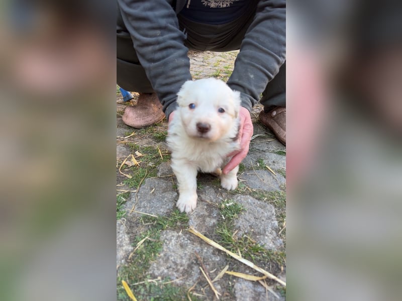 Reinrassige Border Collie Welpen