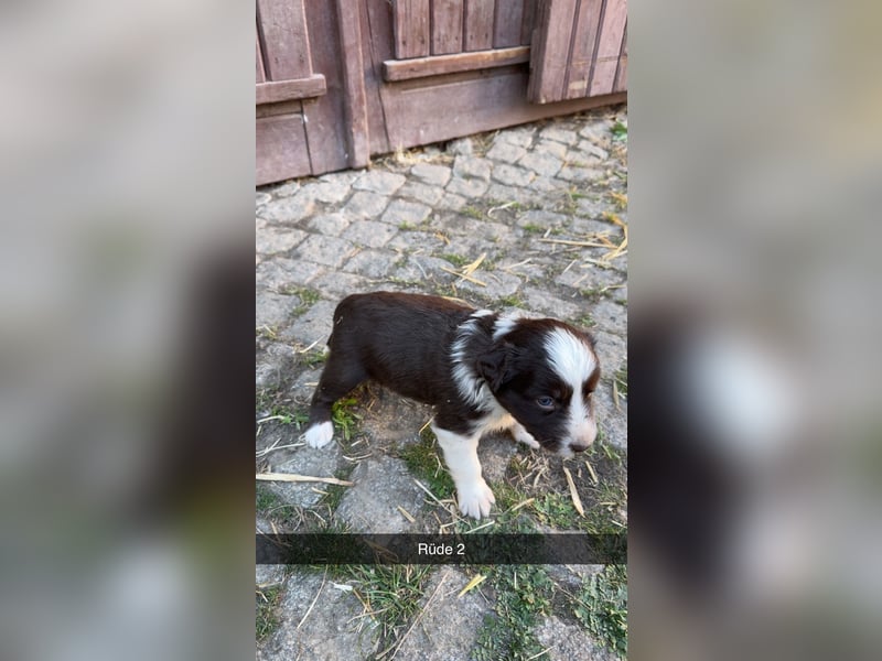 Reinrassige Border Collie Welpen