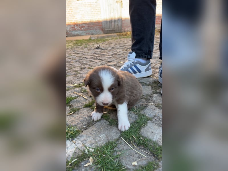 Reinrassige Border Collie Welpen