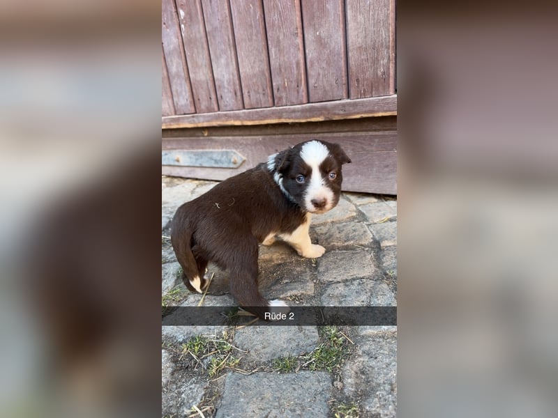 Reinrassige Border Collie Welpen