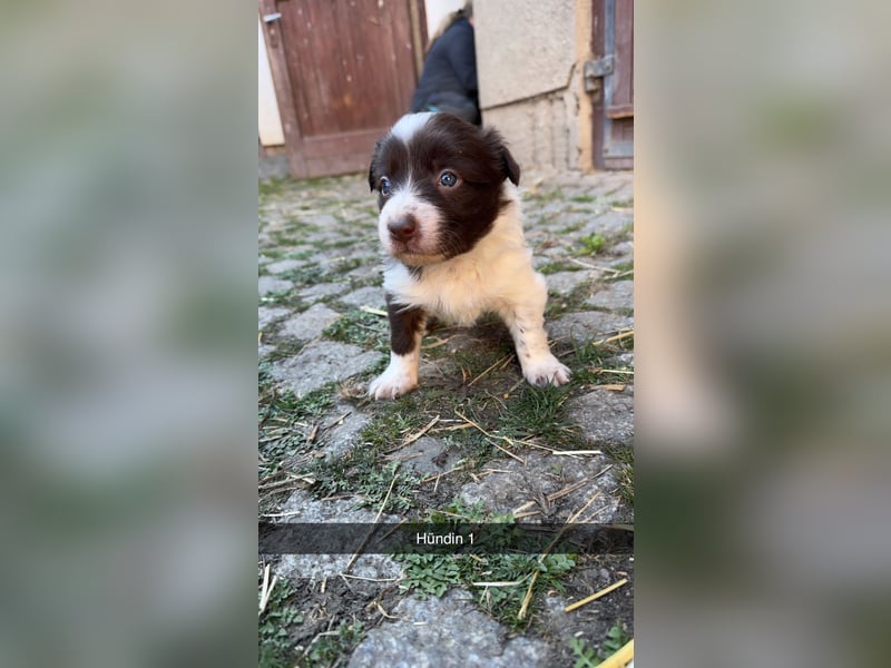 Reinrassige Border Collie Welpen