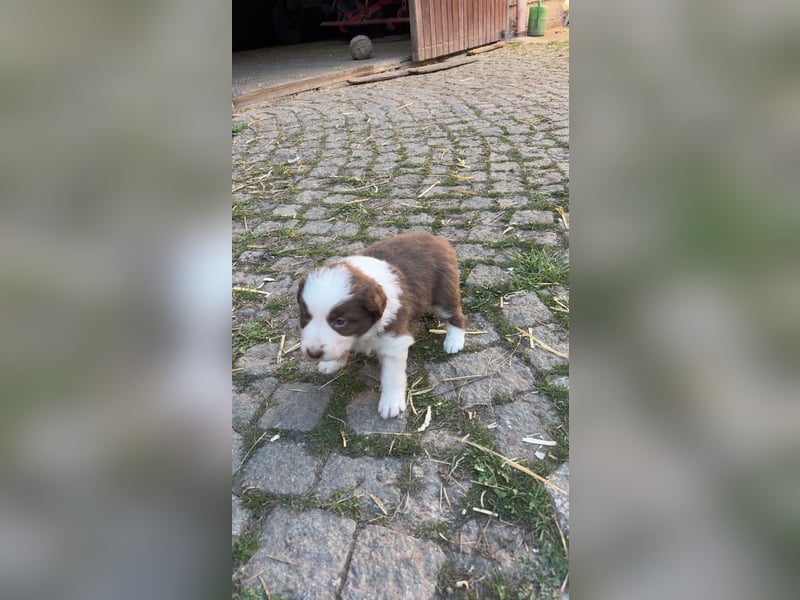 Reinrassige Border Collie Welpen