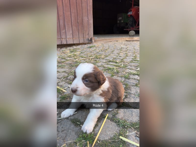 Reinrassige Border Collie Welpen