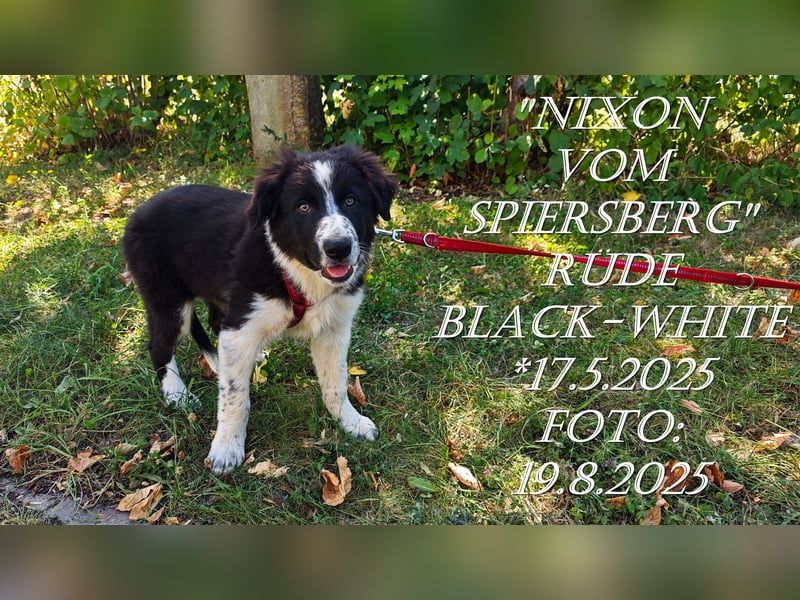Border Collie-Welpen , black-, choco-,red-white und red-merle