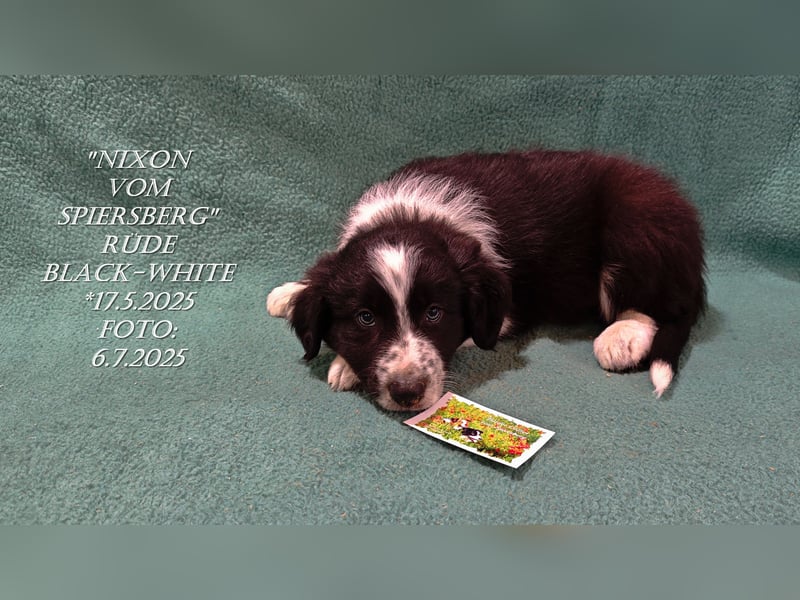 Border Collie-Welpen , black-,choco-,red-white und red-,black-merle