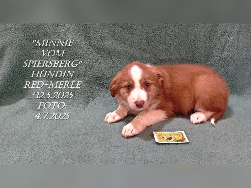 Border Collie-Welpen , black-,choco-,red-white und red-,black-merle