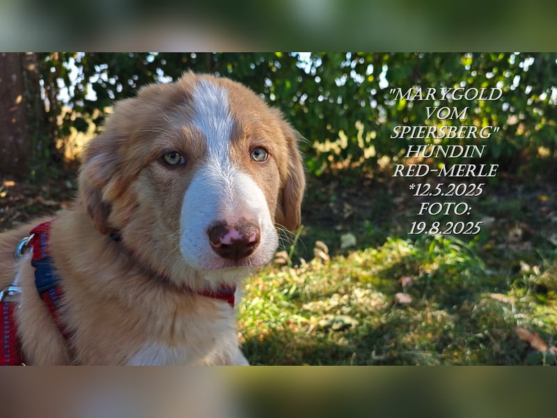 Border Collie-Welpen , black-, choco-,red-white und red-merle