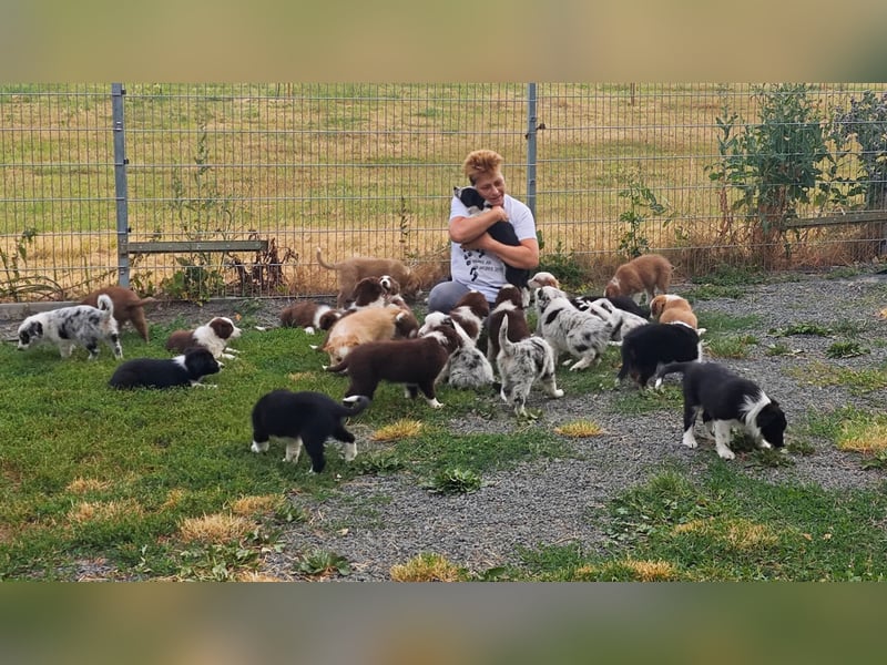 Border Collie-Welpen , black-,choco-,red-white und red-,black-merle
