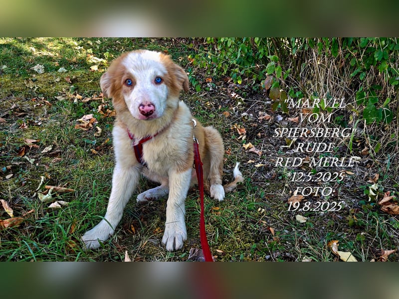 Border Collie-Welpen , black-, choco-,red-white und red-merle