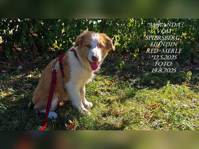 Border Collie-Welpen , black-, choco-,red-white und red-merle