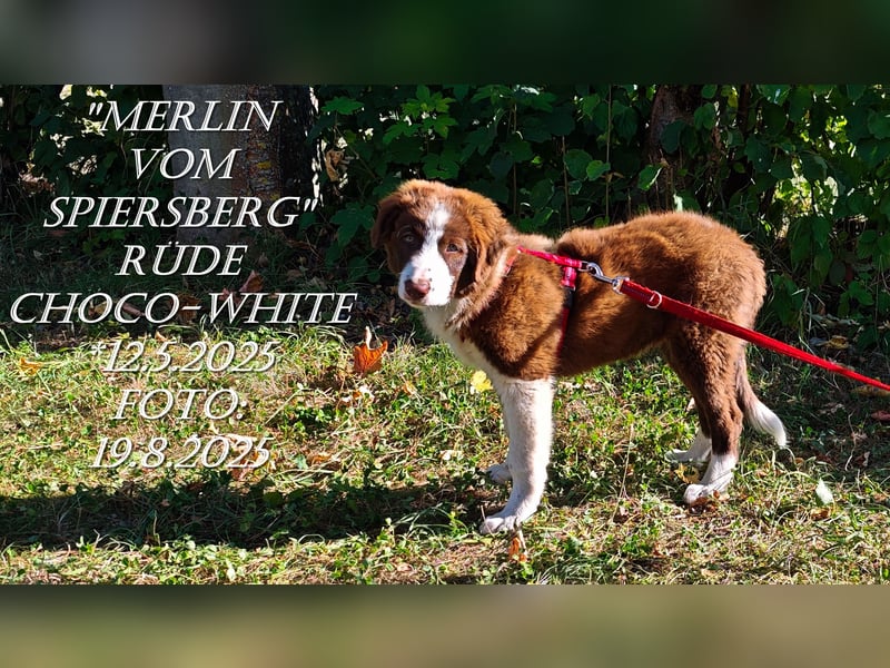 Border Collie-Welpen , black-, choco-,red-white und red-merle