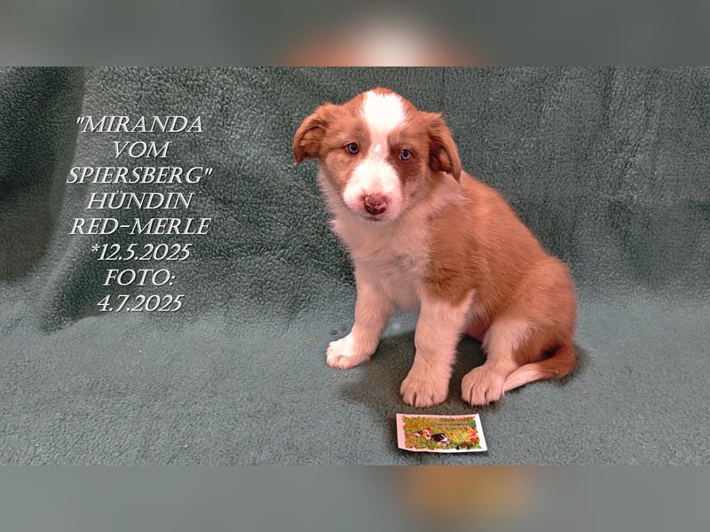 Border Collie-Welpen , black-,choco-,red-white und red-,black-merle