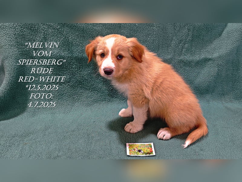 Border Collie-Welpen , black-,choco-,red-white und red-,black-merle