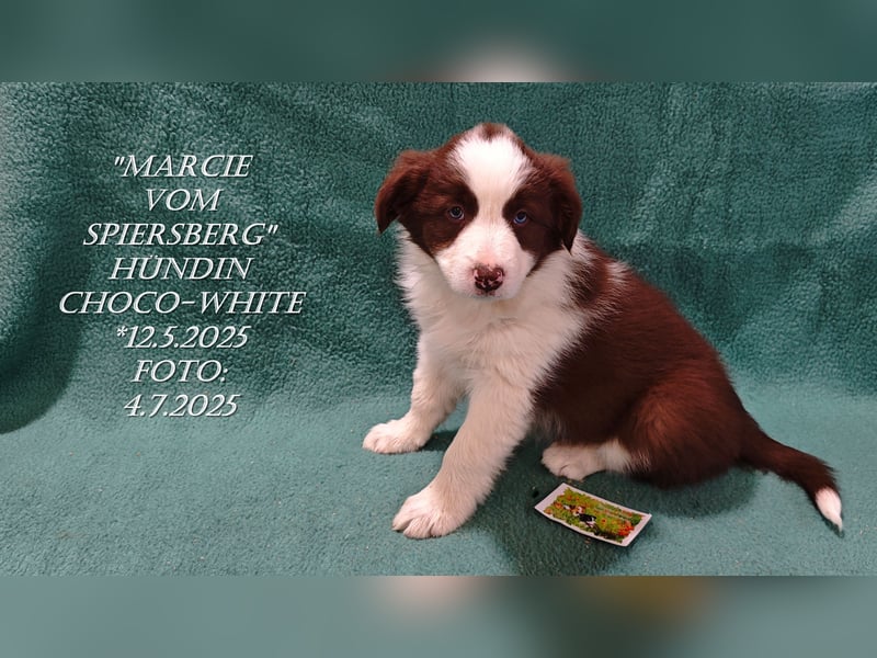 Border Collie-Welpen , black-,choco-,red-white und red-,black-merle
