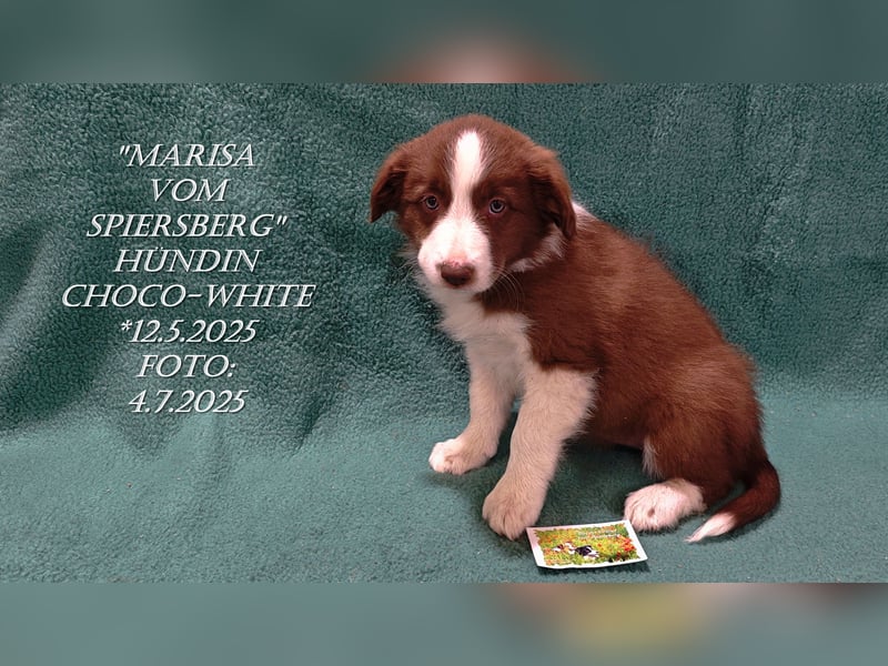 Border Collie-Welpen , black-,choco-,red-white und red-,black-merle