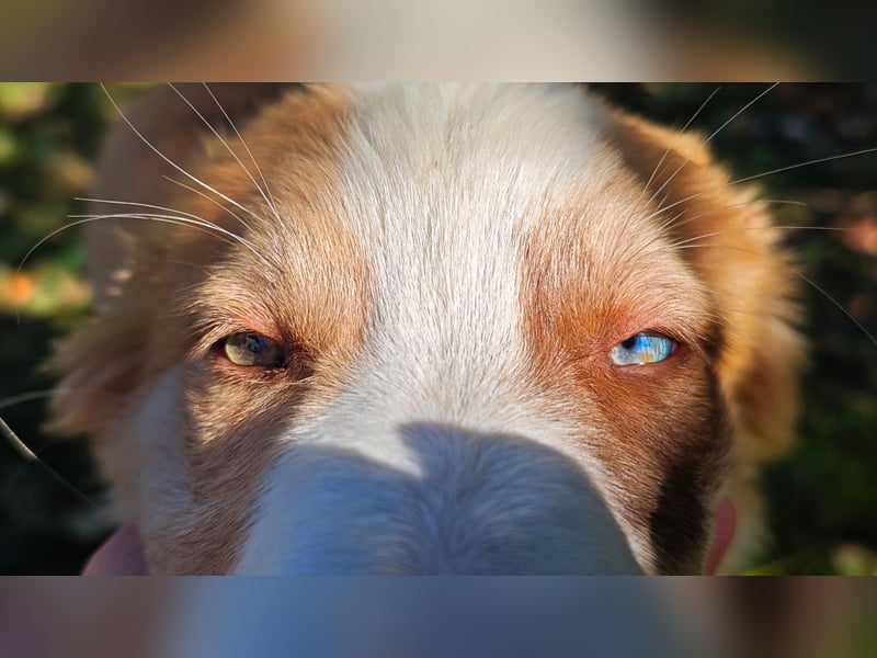 Border Collie-Welpen , black-, choco-,red-white und red-merle