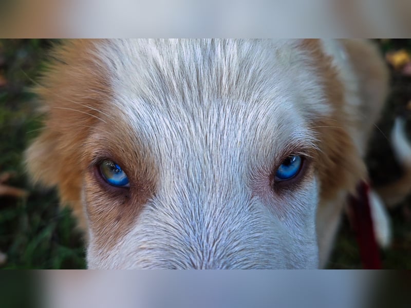Border Collie-Welpen , black-, choco-,red-white und red-merle