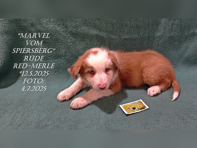 Border Collie-Welpen , black-,choco-,red-white und red-,black-merle