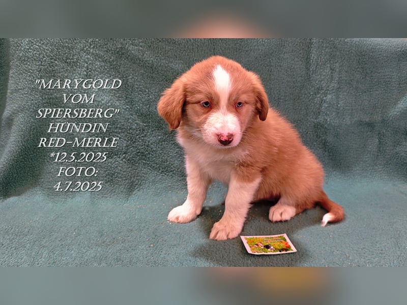 Border Collie-Welpen , black-,choco-,red-white und red-,black-merle