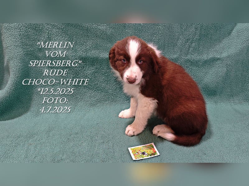 Border Collie-Welpen , black-,choco-,red-white und red-,black-merle