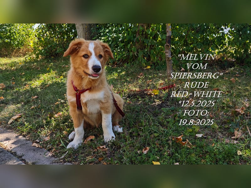 Border Collie-Welpen , black-, choco-,red-white und red-merle