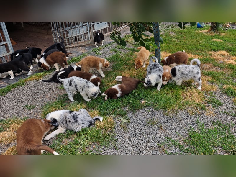 Border Collie-Welpen , black-,choco-,red-white und red-,black-merle