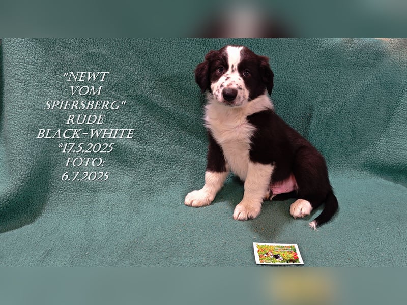 Border Collie-Welpen , black-,choco-,red-white und red-,black-merle