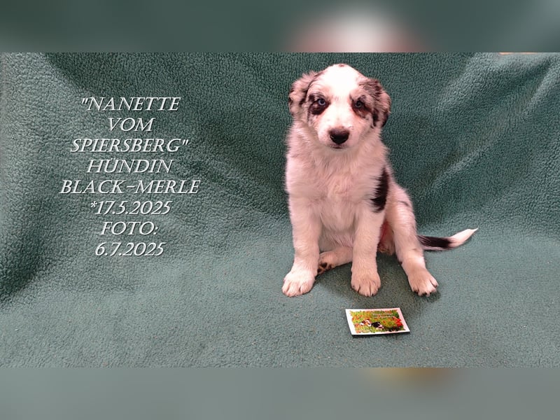 Border Collie-Welpen , black-,choco-,red-white und red-,black-merle
