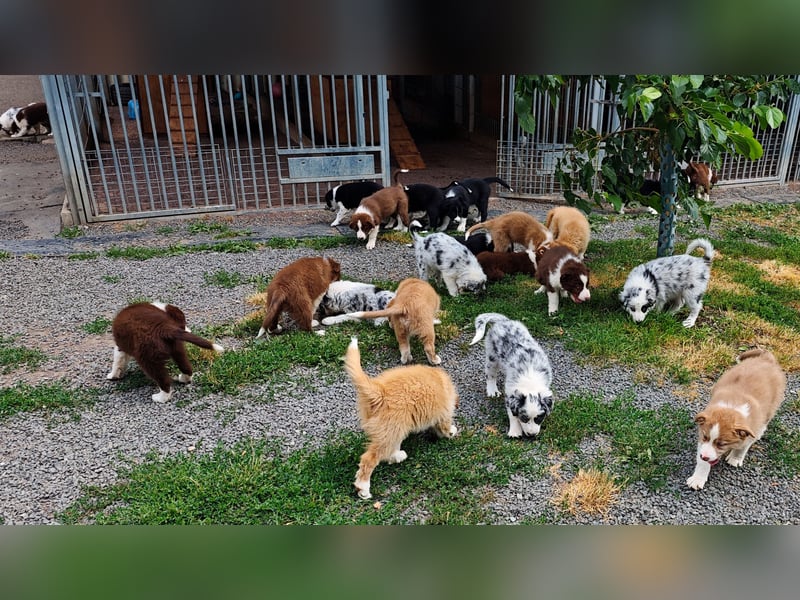 Border Collie-Welpen , black-,choco-,red-white und red-,black-merle