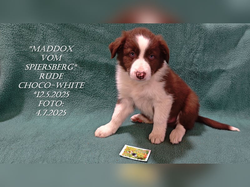 Border Collie-Welpen , black-,choco-,red-white und red-,black-merle