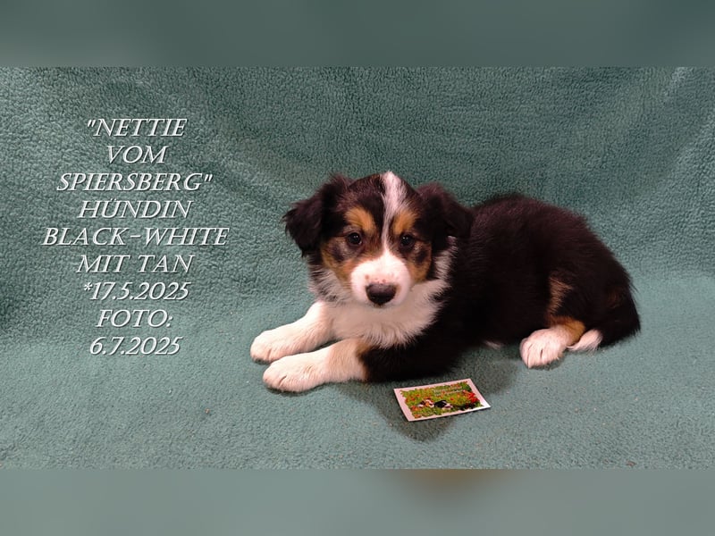 Border Collie-Welpen , black-,choco-,red-white und red-,black-merle