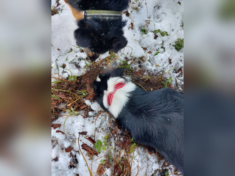 Sportliche & verschmuste Sky (Border-Collie-Mischling, w, 2J.) sucht neues Zuhause