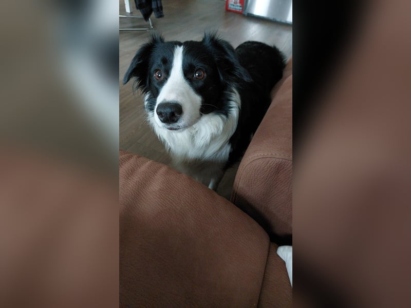 Sportliche & verschmuste Sky (Border-Collie-Mischling, w, 2J.) sucht neues Zuhause
