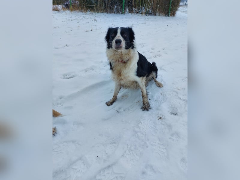 Sportliche & verschmuste Sky (Border-Collie-Mischling, w, 2J.) sucht neues Zuhause
