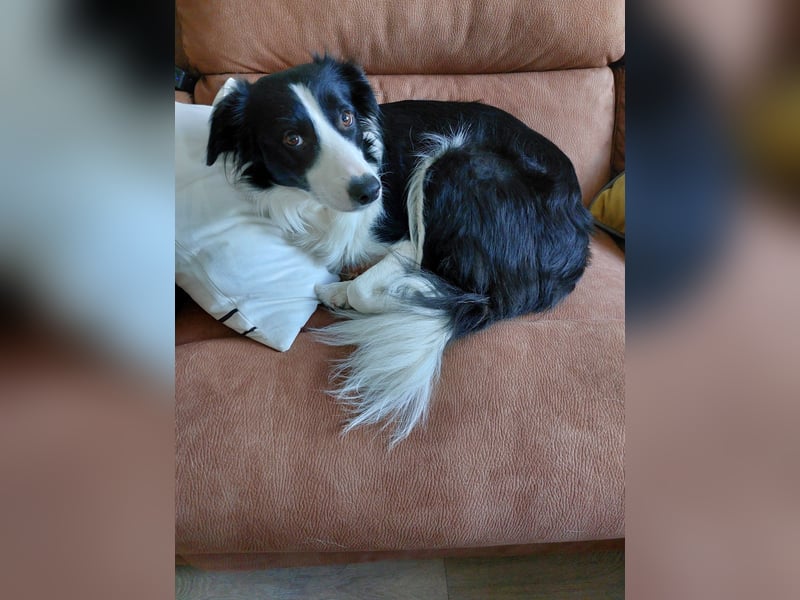 Sportliche & verschmuste Sky (Border-Collie-Mischling, w, 2J.) sucht neues Zuhause
