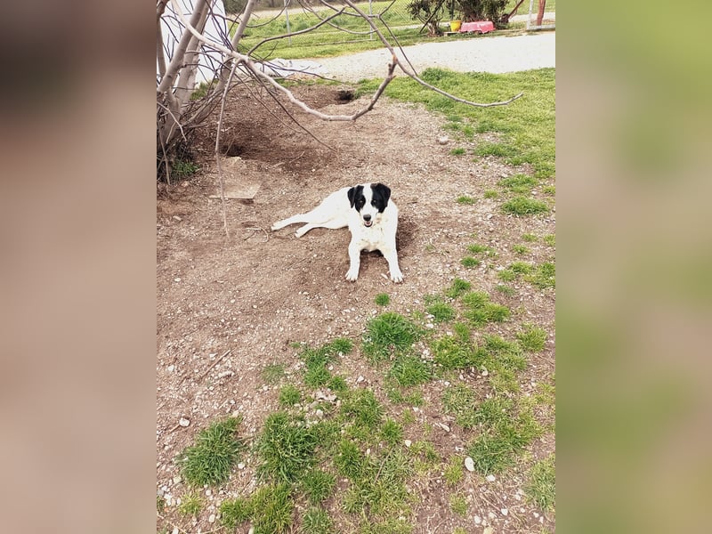 Mia - sucht Zuwendung
