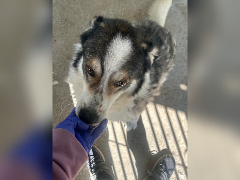 Simba - wunderschön