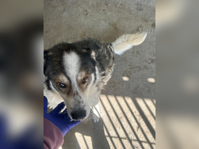 Simba - wunderschön