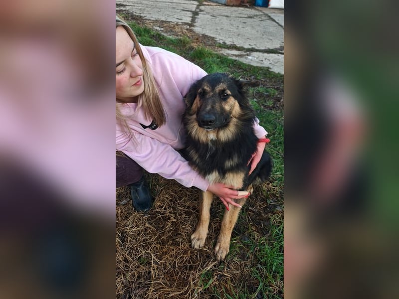 Welpe KAI - wer zeigt dem hübschen Kerlchen, wie schön ein Hundeleben sein kann?