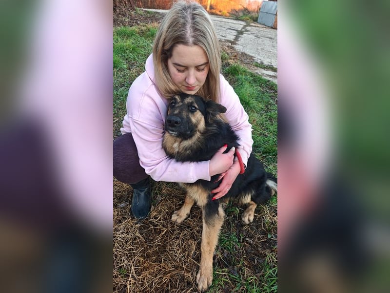 KAI - wer zeigt dem hübschen Kerlchen, wie schön ein Hundeleben sein kann?