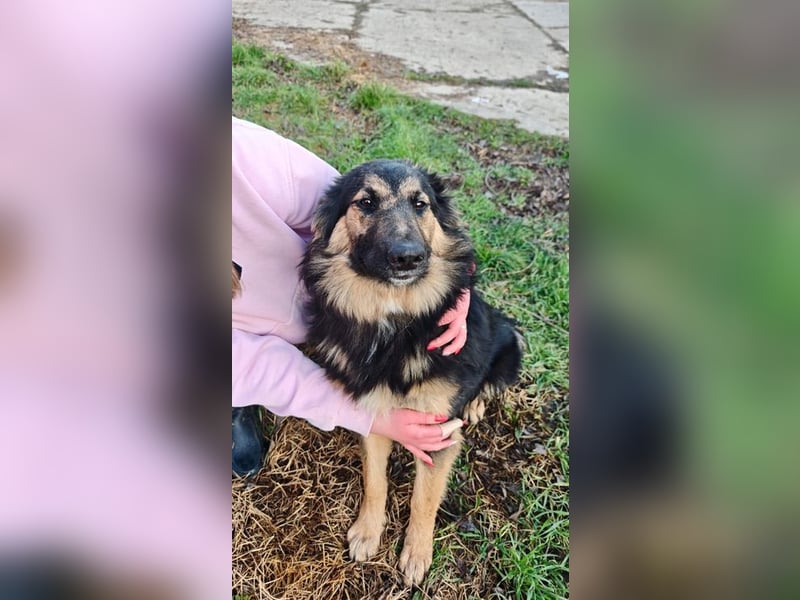 KAI - wer zeigt dem hübschen Kerlchen, wie schön ein Hundeleben sein kann?