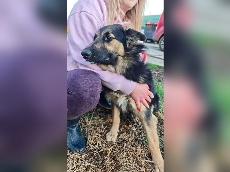 KAI - wer zeigt dem hübschen Kerlchen, wie schön ein Hundeleben sein kann?