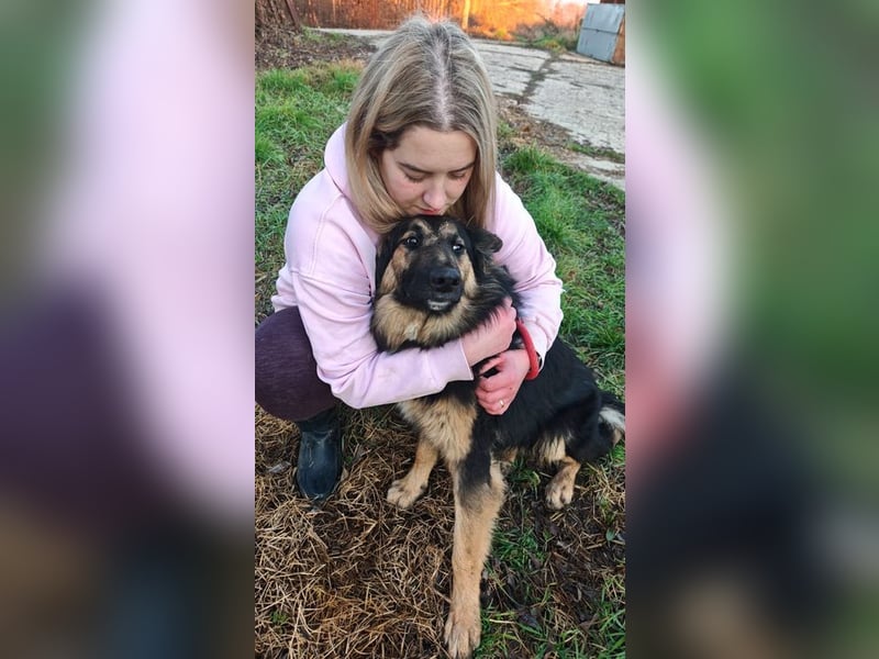 Welpe KAI - wer zeigt dem hübschen Kerlchen, wie schön ein Hundeleben sein kann?