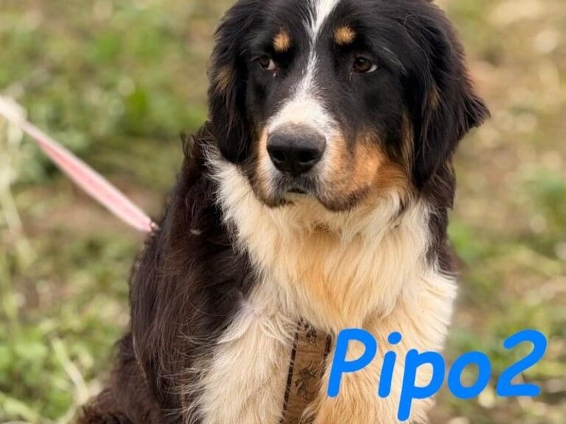 Pipo2 geb. 06/2025 (ESP) - sportlicher und anhänglicher Border-Collie-Mix Welpe!
