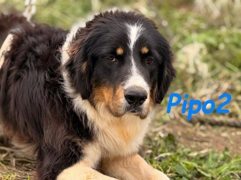 Pipo2 geb. 06/2025 (ESP) - sportlicher und anhänglicher Border-Collie-Mix Welpe!